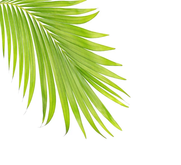 Beyaz arkaplanda izole edilmiş yeşil palmiye yaprakları