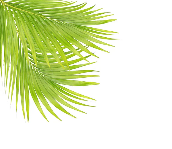 Beyaz arkaplanda izole edilmiş yeşil palmiye yaprakları