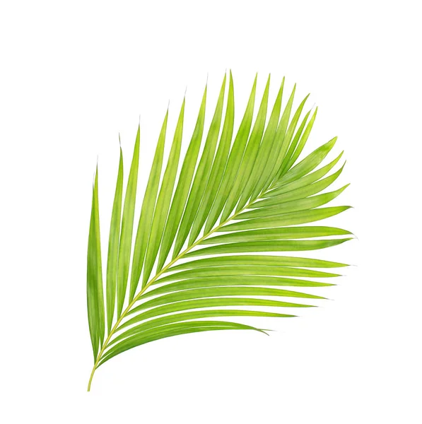 Beyaz arkaplanda izole edilmiş yeşil palmiye yaprakları