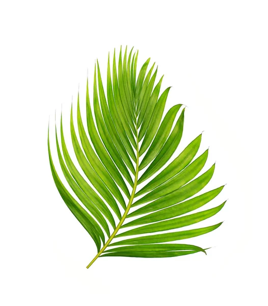 Beyaz arkaplanda izole edilmiş yeşil palmiye yaprakları