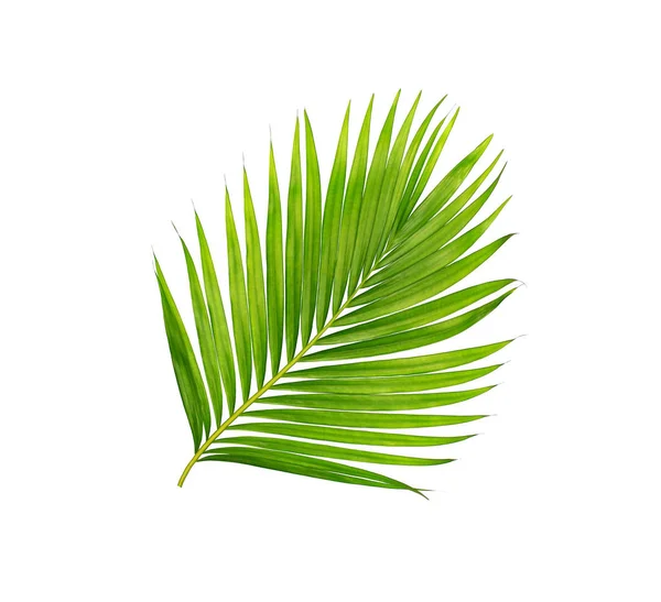 Beyaz arkaplanda izole edilmiş yeşil palmiye yaprakları