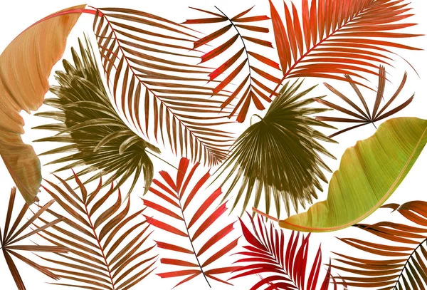 Palmiye ağacı arkaplan yaprağı