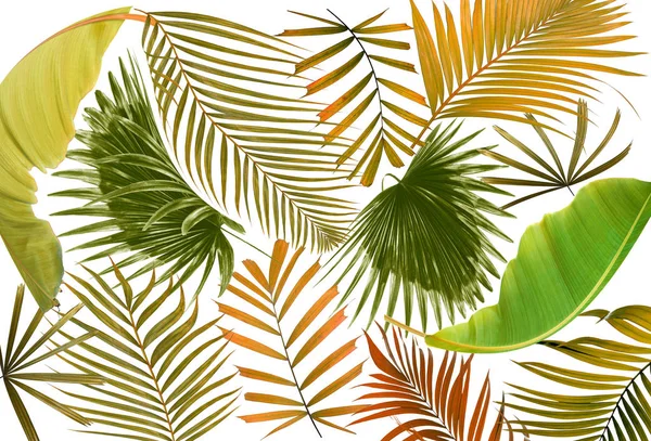 Palmiye ağacı arkaplan yaprağı