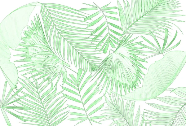 Palmiye ağacı arkaplan yaprağı