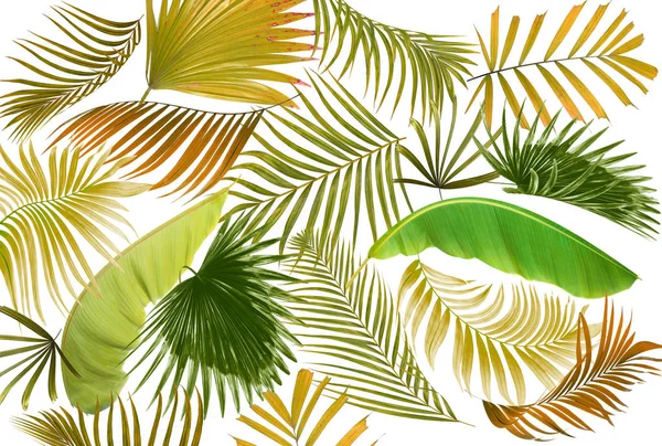 Palmiye ağacı arkaplan yaprağı