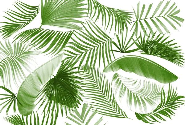 Palmiye ağacı arkaplan yaprağı