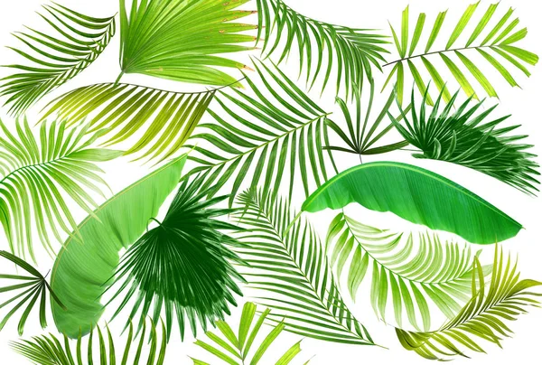 Palmiye ağacı arkaplan yaprağı