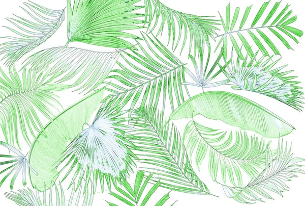 Palmiye ağacı arkaplan yaprağı