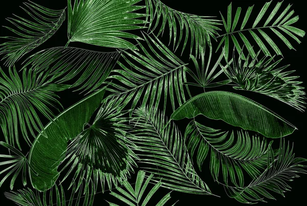 Palmiye ağacı arkaplan yaprağı