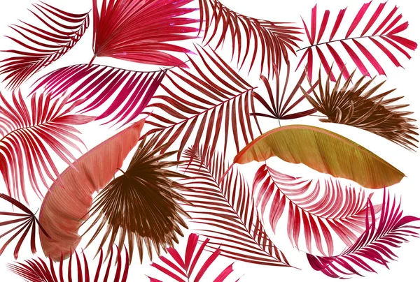 Palmiye ağacı arkaplan yaprağı