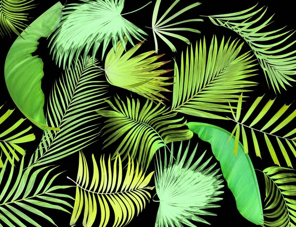 Palmiye Ağacı Arkaplan Yaprağı — Stok fotoğraf