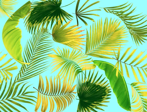 Лист Фоне Пальмового Дерева — стоковое фото