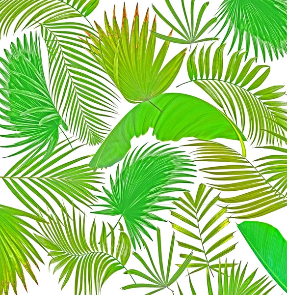 Смешанный фон пальмового листа — стоковое фото