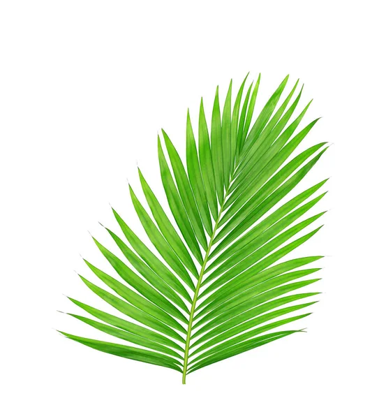 Beyaz arkaplanda izole edilmiş yeşil palmiye yaprakları