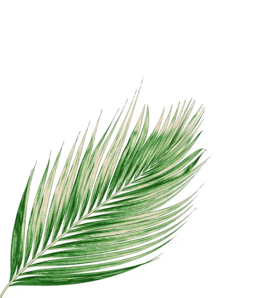 Beyaz arkaplanda izole edilmiş yeşil palmiye yaprakları
