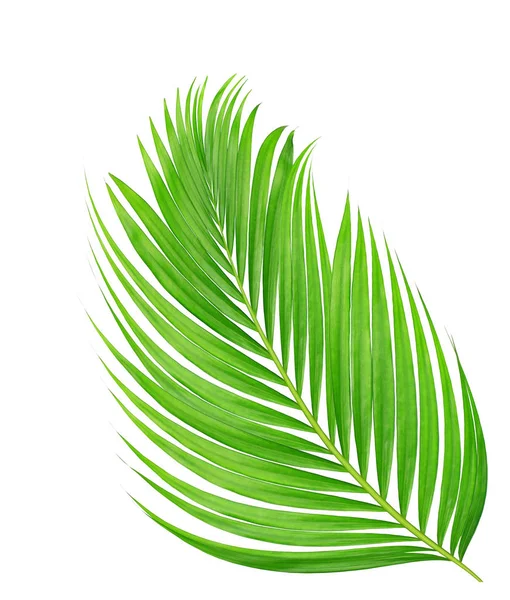 Beyaz arkaplanda izole edilmiş yeşil palmiye yaprakları