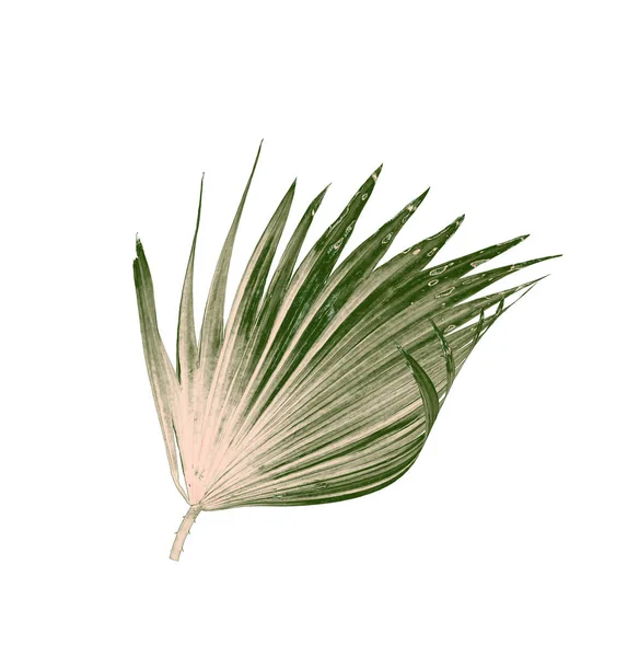 Beyaz arkaplanda izole edilmiş yeşil palmiye yaprakları