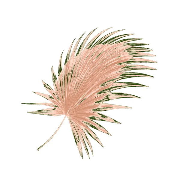 Palmiye ağacının yeşil yaprağı