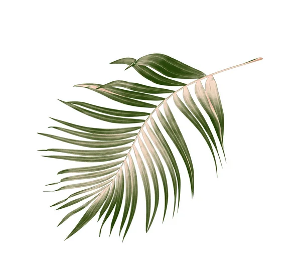 Gröna Blad Palm Vit Bakgrund — Stockfoto