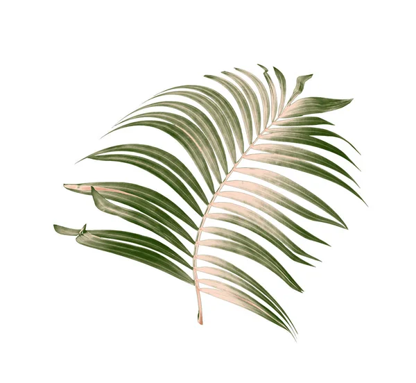 Beyaz arkaplanda yeşil palmiye yaprakları