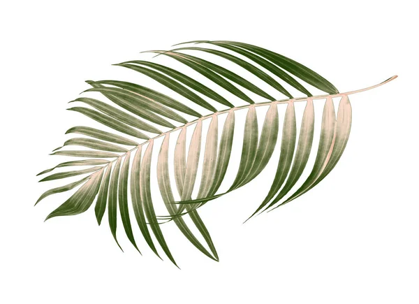 Beyaz arkaplanda yeşil palmiye yaprakları