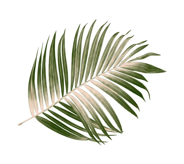 Green Leaves Palm Tree White Background — Stock Photo, Image