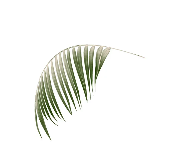 Green Leaf Palm Tree White Background — Stock Photo, Image