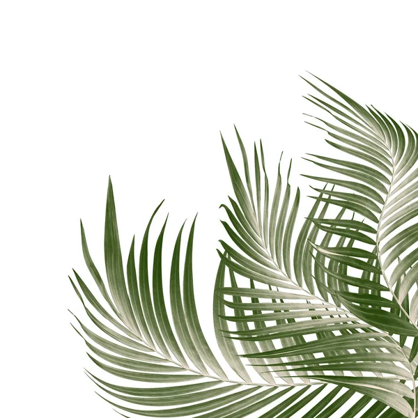 Beyaz arkaplanda yeşil palmiye yaprakları