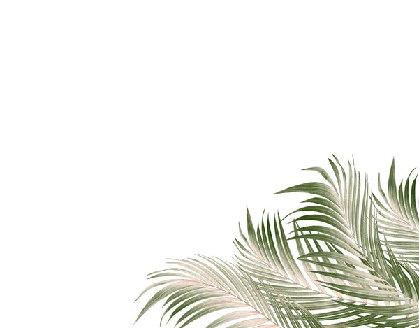 Green Leaf Palm Tree Background — Stock Photo, Image