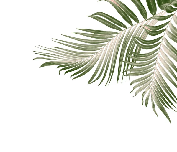 Zielone Liście Palmy Białym Tle — Zdjęcie stockowe