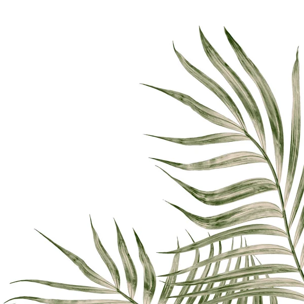 Beyaz arkaplanda izole edilmiş yeşil palmiye yaprakları