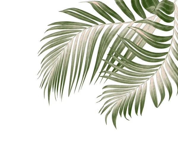 Vihreät Lehdet Palmun Valkoisella Pohjalla — kuvapankkivalokuva