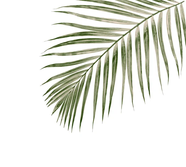 Green Leaves Palm Tree Isolated White Background — Stock Photo, Image