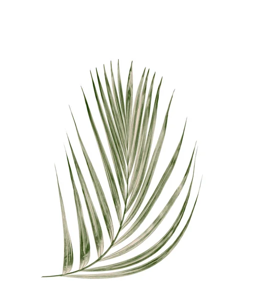 Green Leaf Palm Tree White Background — Stock Photo, Image