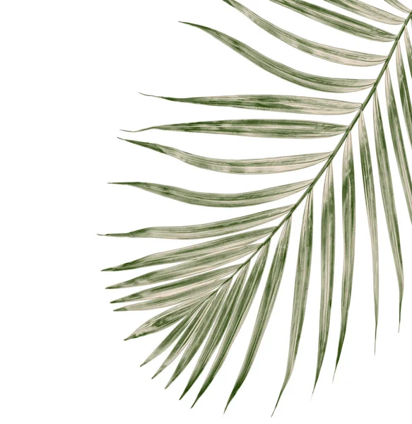 Green Leaves Palm Tree Isolated White Background — Stock Photo, Image