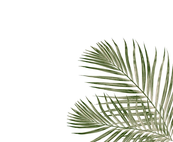 Foglia Verde Palma Sfondo Bianco — Foto Stock