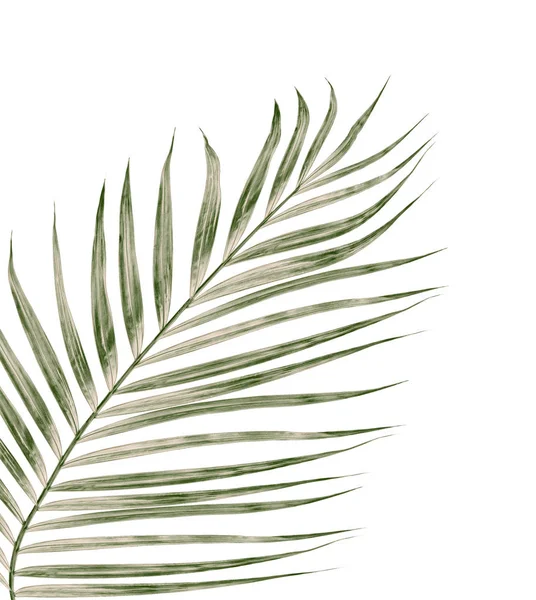 Beyaz arkaplanda izole edilmiş yeşil palmiye yaprakları