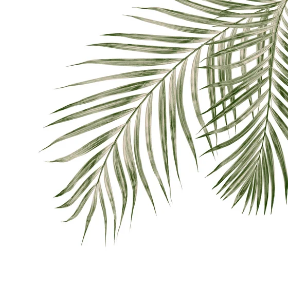 Beyaz arkaplanda izole edilmiş yeşil palmiye yaprakları