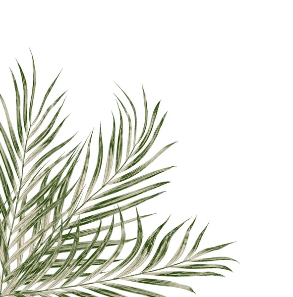 Beyaz arkaplanda izole edilmiş yeşil palmiye yaprakları