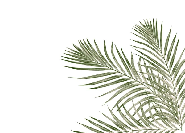 Beyaz arkaplanda izole edilmiş yeşil palmiye yaprakları