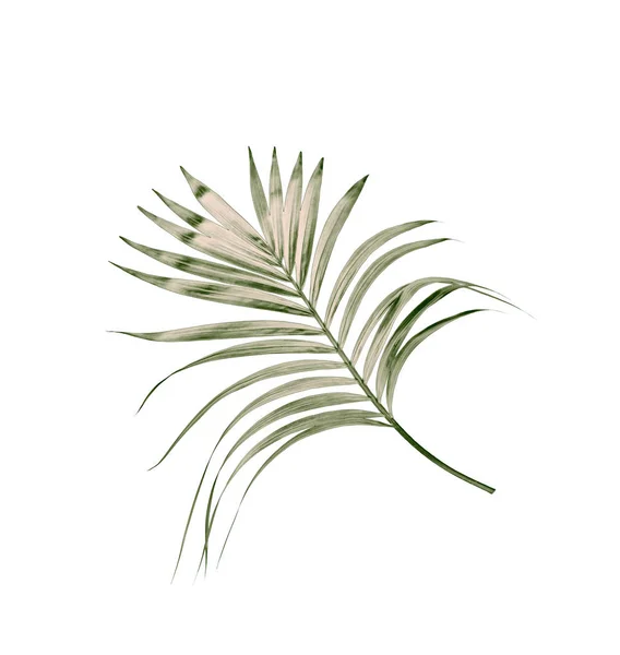 Πράσινα Φύλλα Φοίνικα Απομονωμένα Λευκό Φόντο — Φωτογραφία Αρχείου