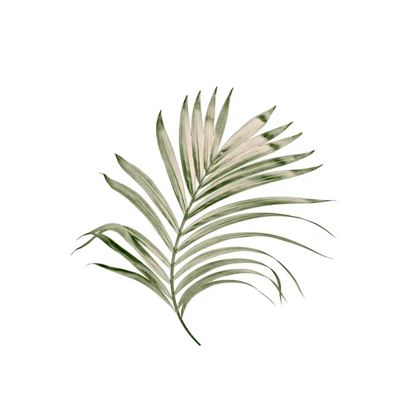 Πράσινα Φύλλα Φοίνικα Απομονωμένα Λευκό Φόντο — Φωτογραφία Αρχείου