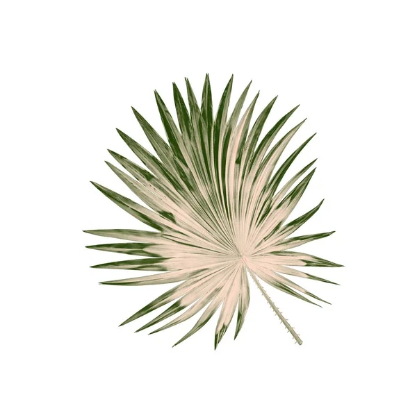 Green Leaves Palm Tree Isolated White Background — Stock Photo, Image