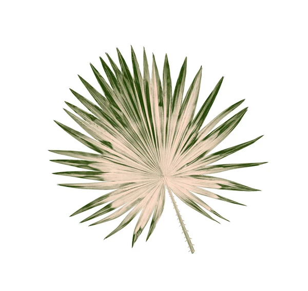 Beyaz arkaplanda izole edilmiş yeşil palmiye yaprakları