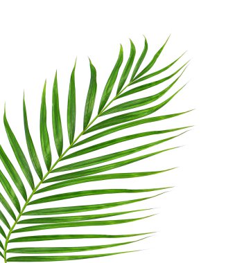 Beyaz arkaplanda izole edilmiş yeşil palmiye yaprakları