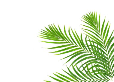 Beyaz arkaplanda izole edilmiş yeşil palmiye yaprakları