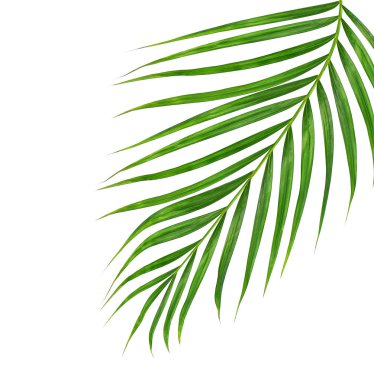 Beyaz arkaplanda izole edilmiş yeşil palmiye yaprakları