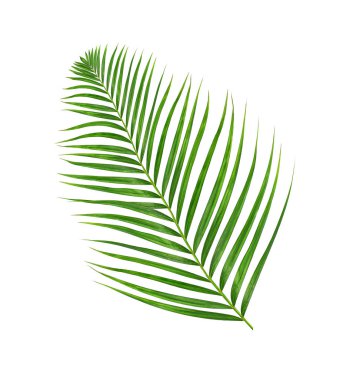 Beyaz arkaplanda izole edilmiş yeşil palmiye yaprakları