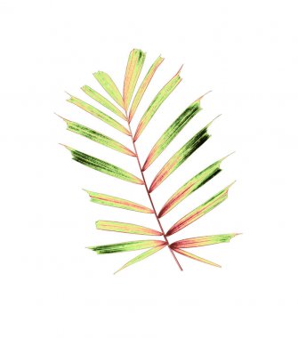 Beyaz arkaplanda izole edilmiş yeşil palmiye yaprakları