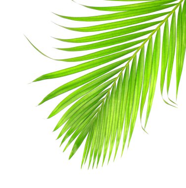 Beyaz arkaplanda izole edilmiş yeşil palmiye yaprakları